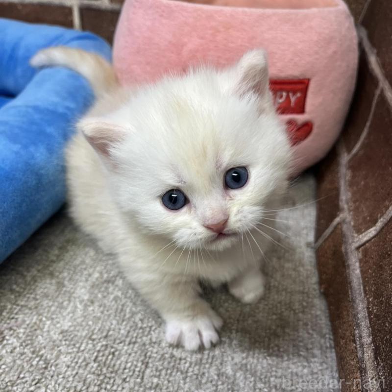 販売中の東京都のミヌエット(短足)-138770の10枚目