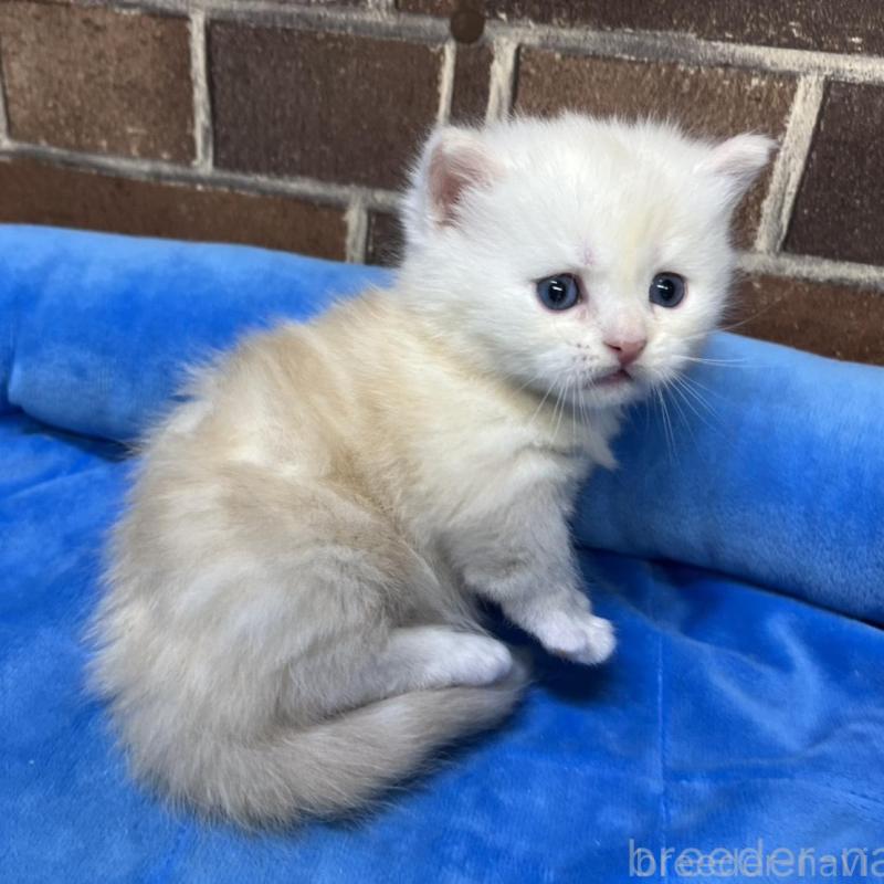 販売中の東京都のミヌエット(短足)-138770の9枚目