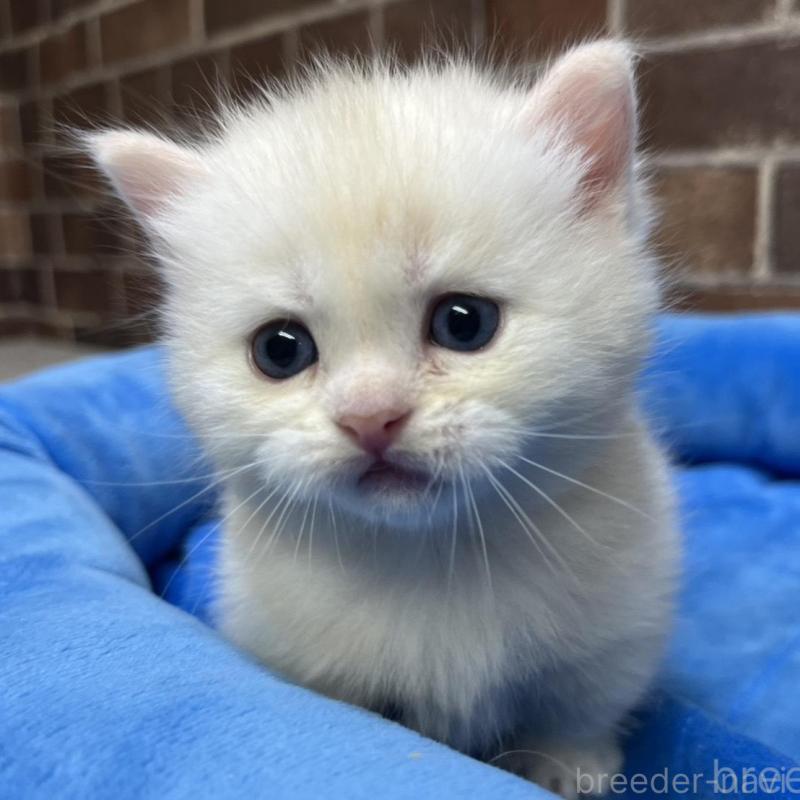 販売中の東京都のミヌエット(短足)-138770の8枚目