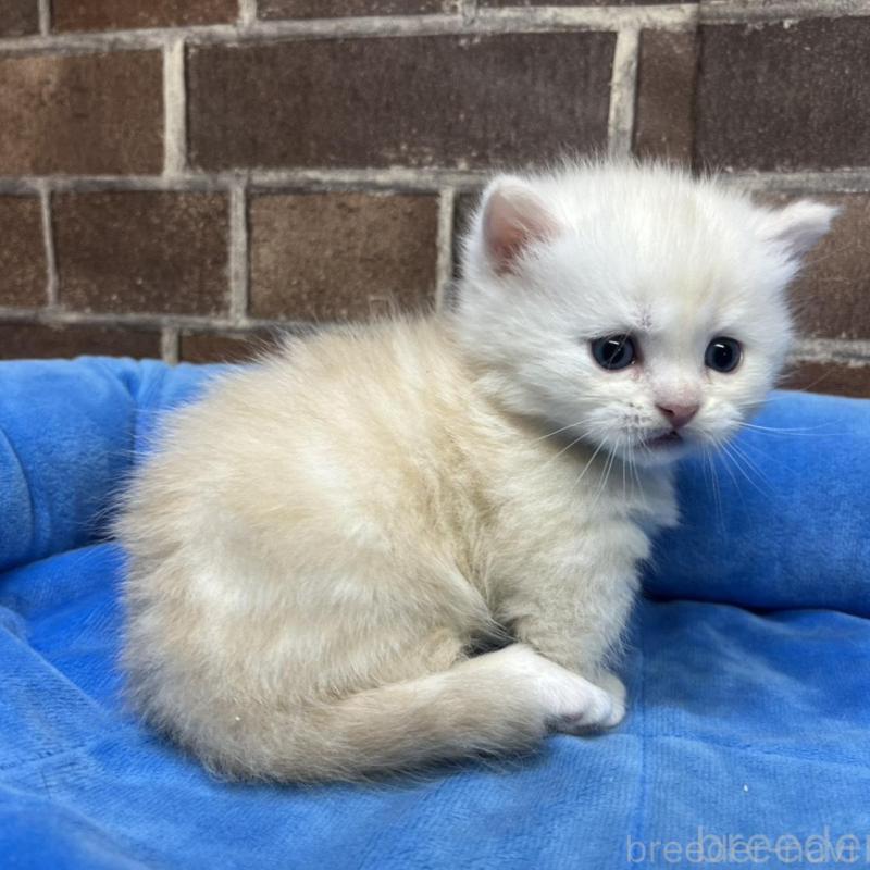 販売中の東京都のミヌエット(短足)-138770の7枚目