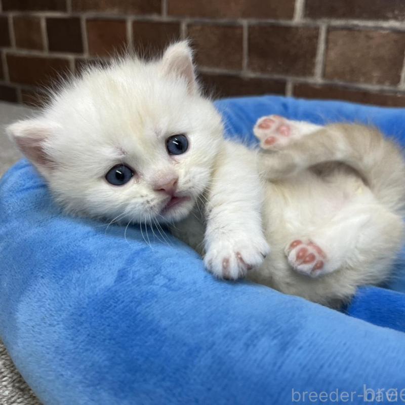 販売中の東京都のミヌエット(短足)-138770の1枚目