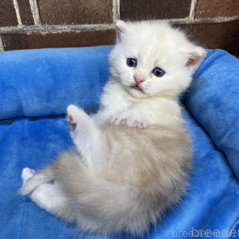 販売中の東京都のミヌエット(短足)-138770の6枚目