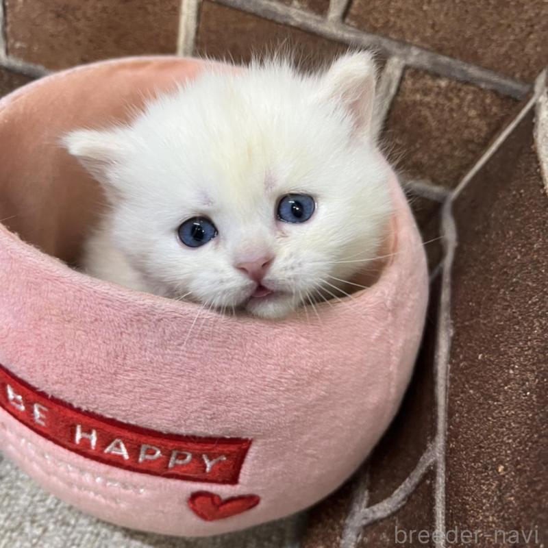 販売中の東京都のミヌエット(短足)-138770の5枚目