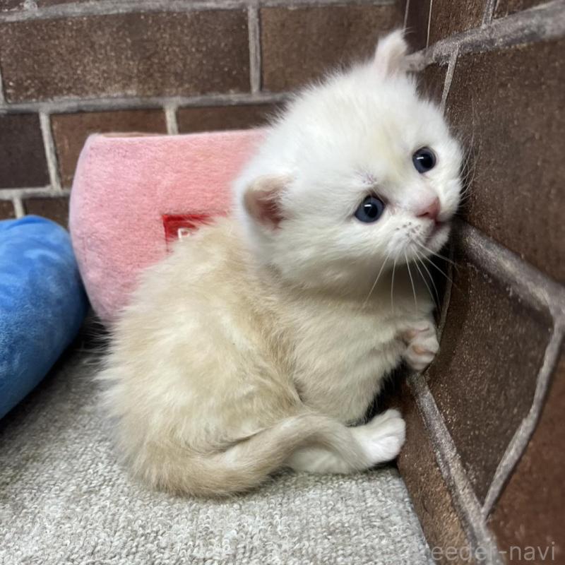 販売中の東京都のミヌエット(短足)-138770の4枚目