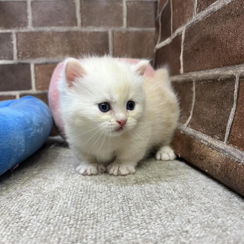 販売中の東京都のミヌエット(短足)-138770の3枚目