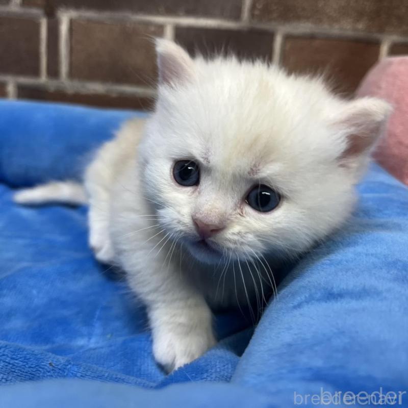 販売中の東京都のミヌエット(短足)-138770の2枚目