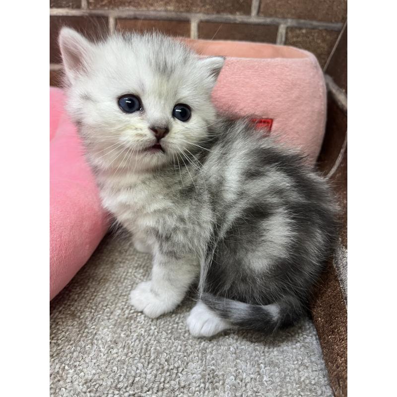 販売中の東京都のミヌエット-138771の8枚目