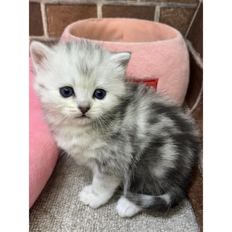 販売中の東京都のミヌエット-138771の7枚目