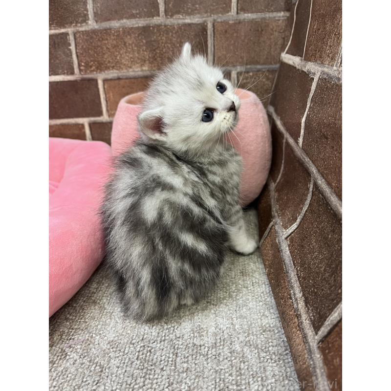 販売中の東京都のミヌエット-138771の6枚目