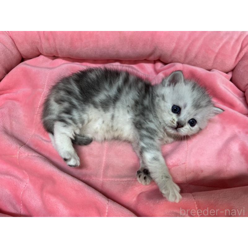 販売中の東京都のミヌエット-138771の5枚目