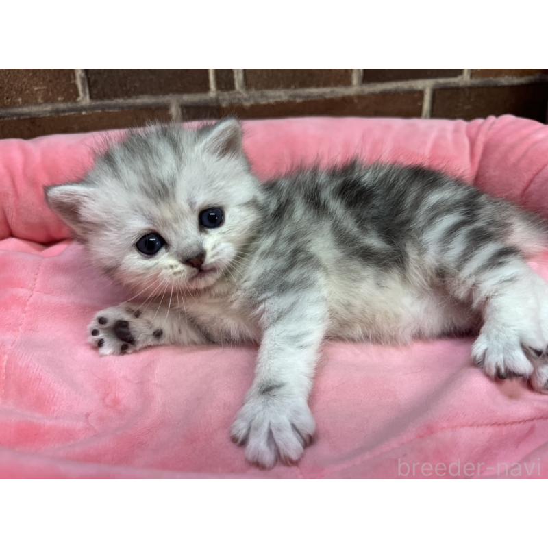 販売中の東京都のミヌエット-138771の4枚目