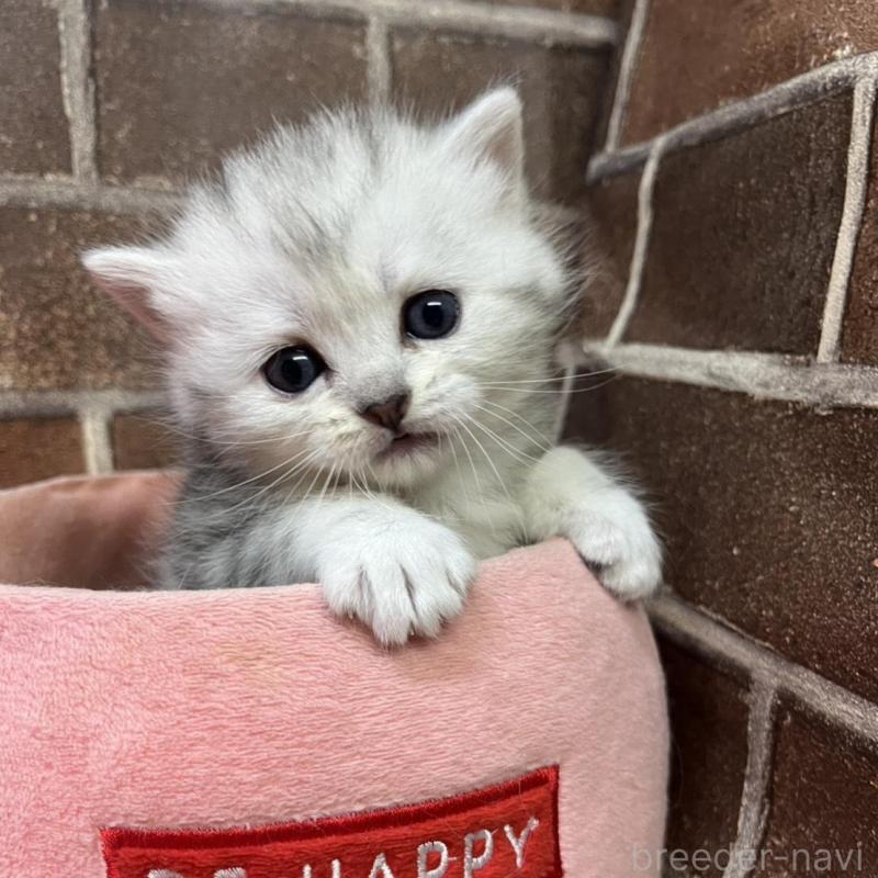 販売中の東京都のミヌエット-138771