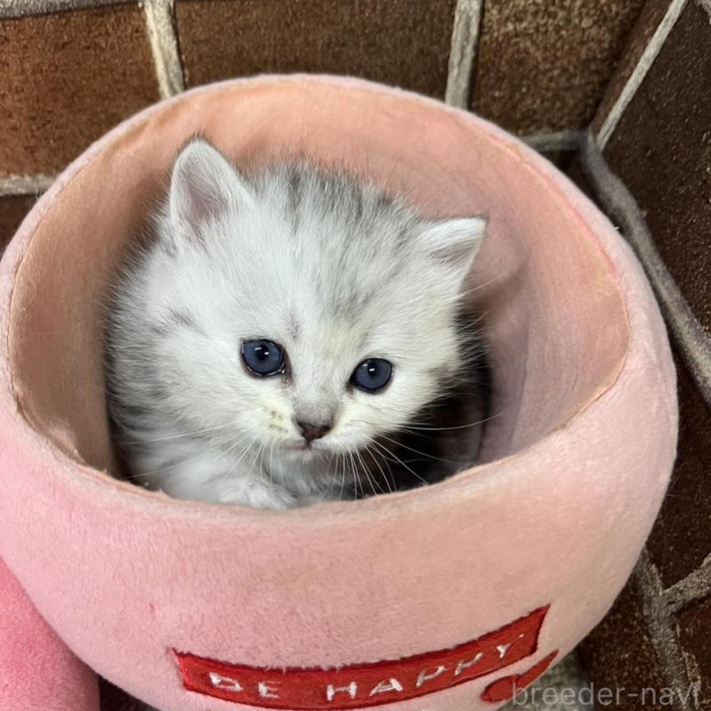 販売中の東京都のミヌエット-138771の3枚目