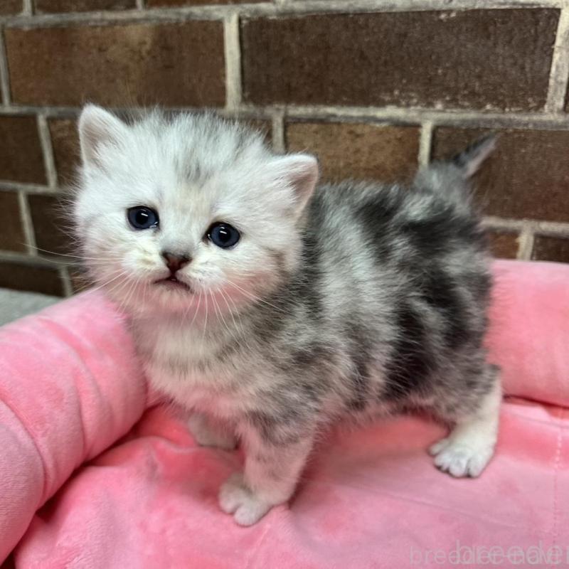 販売中の東京都のミヌエット-138771の2枚目