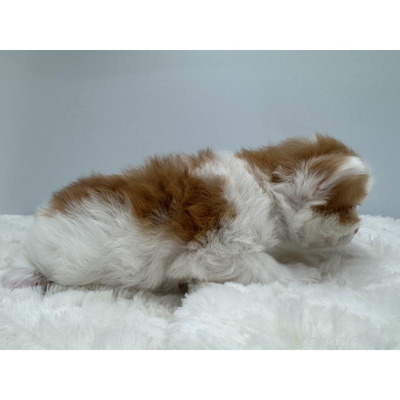 販売中の愛知県のラガマフィン-138773の3枚目