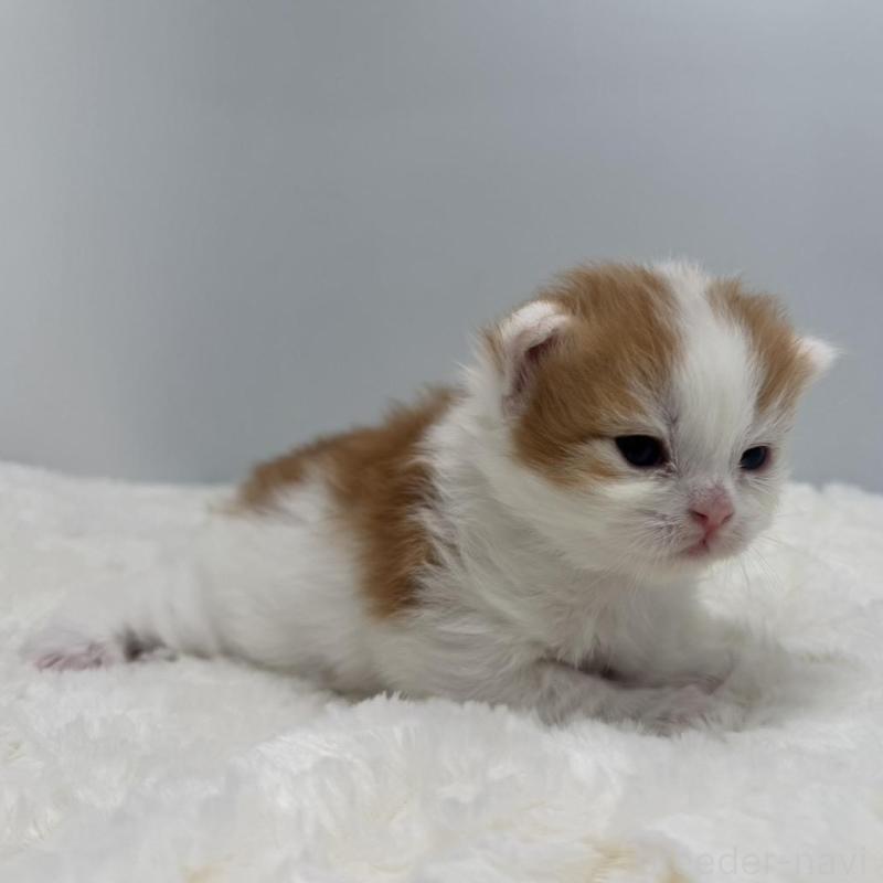 販売中の愛知県のラガマフィン-138773