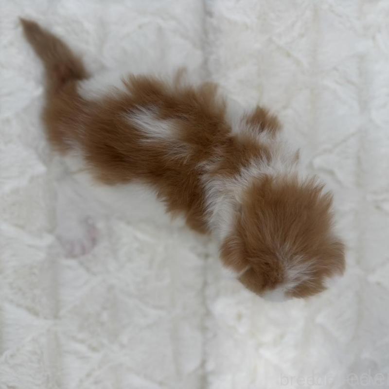 販売中の愛知県のラガマフィン-138773の2枚目