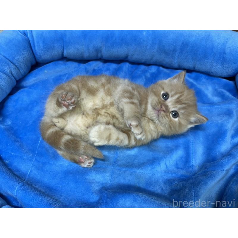 販売中の東京都のマンチカン-138772の10枚目