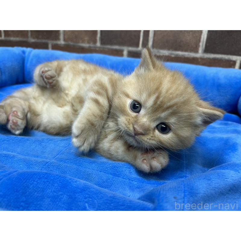 販売中の東京都のマンチカン-138772の9枚目