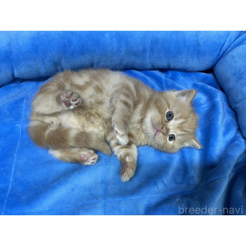 販売中の東京都のマンチカン-138772の7枚目