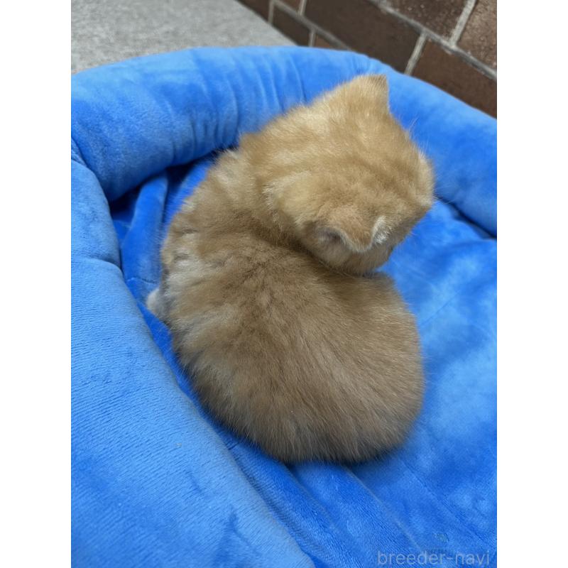 販売中の東京都のマンチカン-138772の6枚目