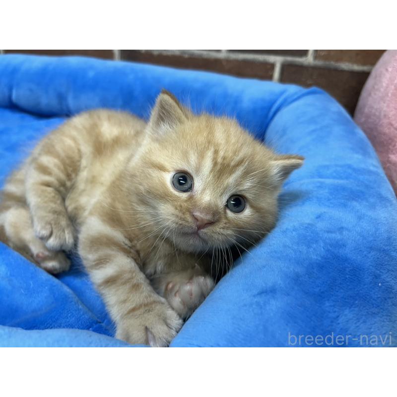 販売中の東京都のマンチカン-138772の4枚目