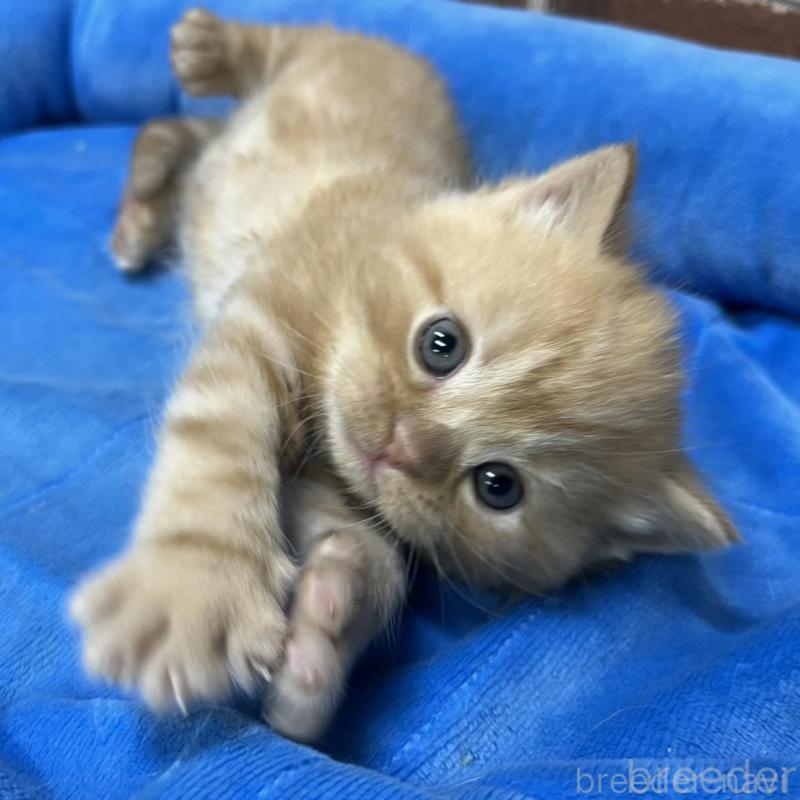 販売中の東京都のマンチカン-138772