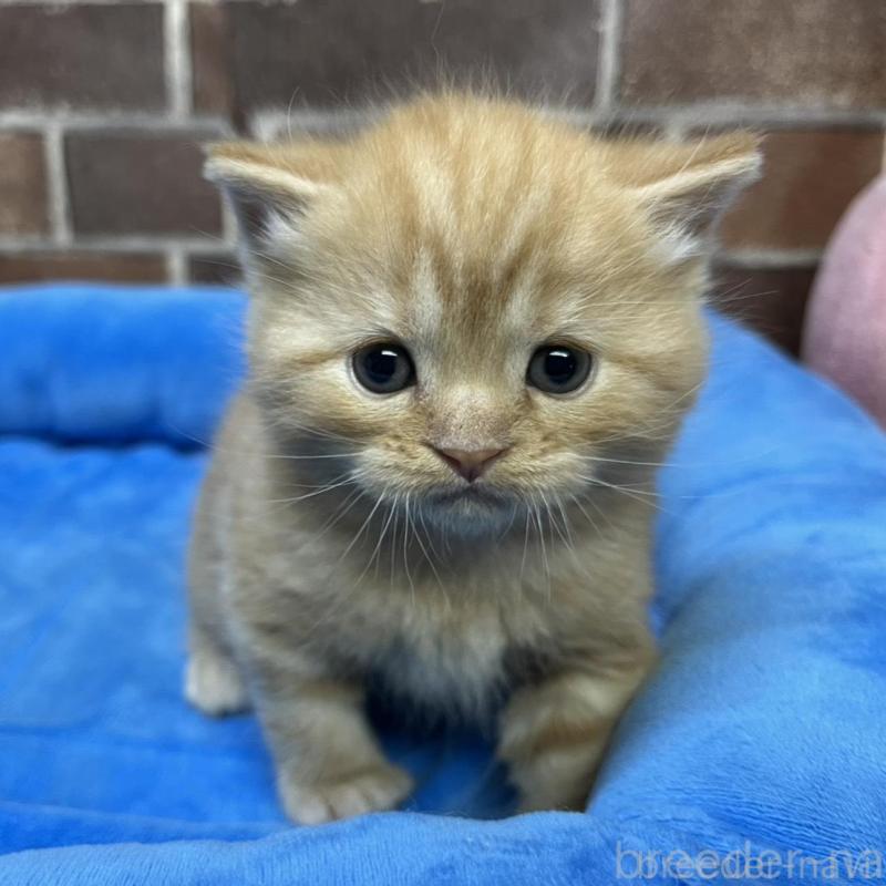 販売中の東京都のマンチカン-138772の3枚目