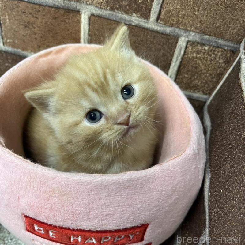 販売中の東京都のマンチカン-138772の2枚目