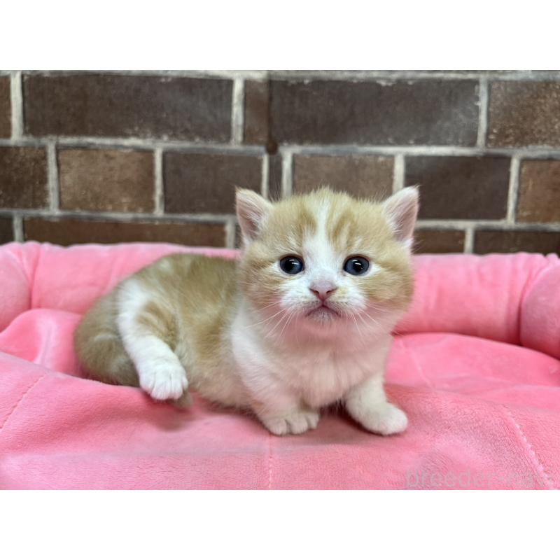 販売中の東京都のマンチカン(短足)-138774の10枚目