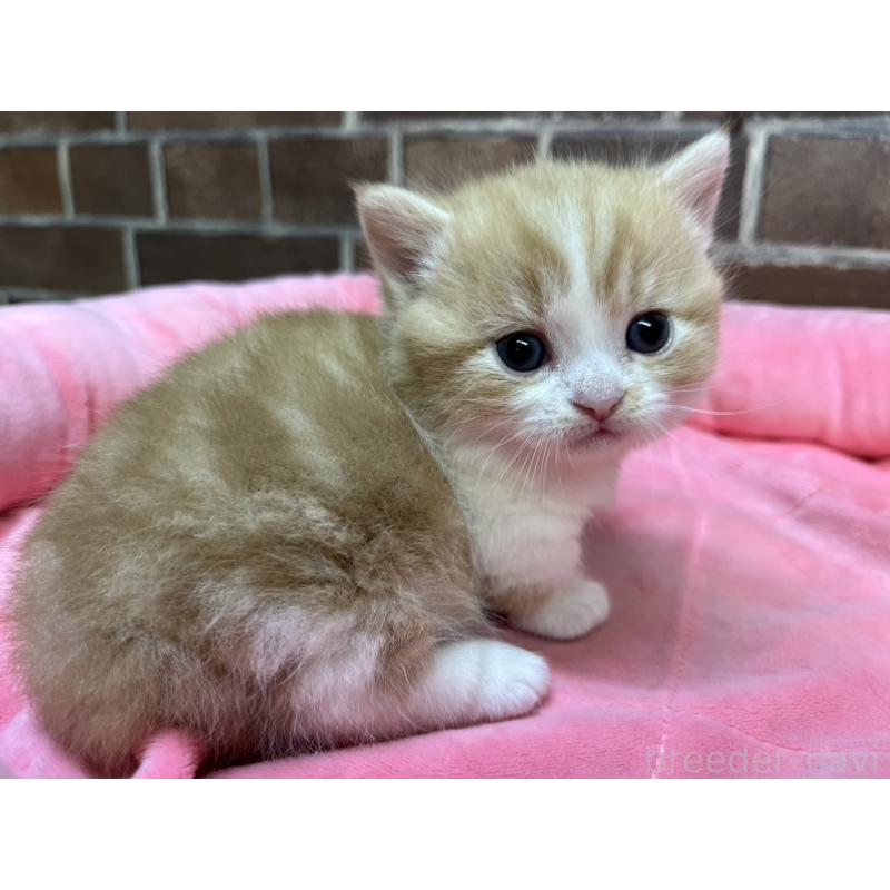 販売中の東京都のマンチカン(短足)-138774の9枚目