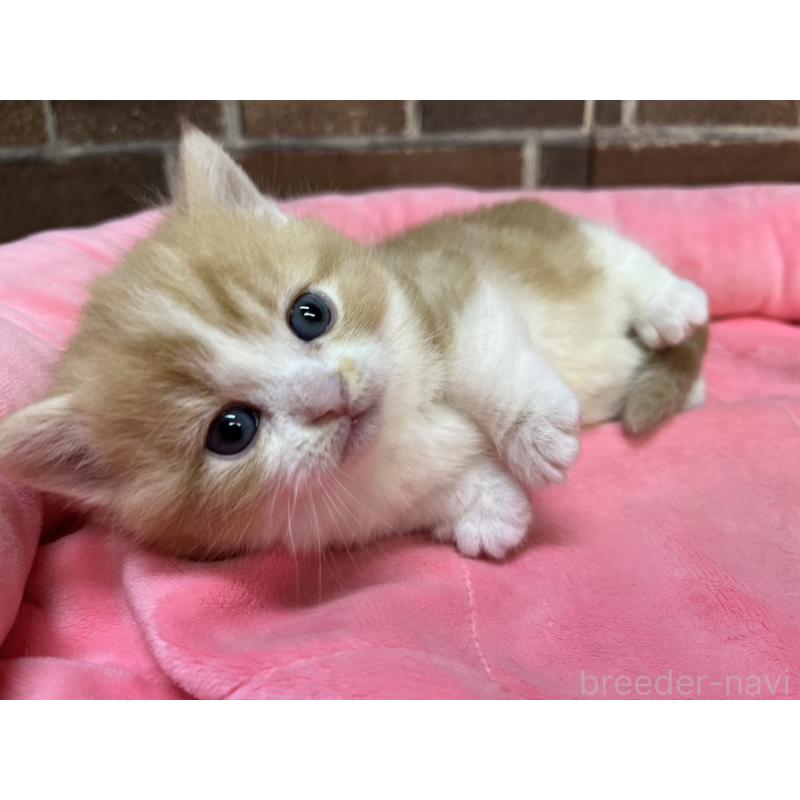 販売中の東京都のマンチカン(短足)-138774の8枚目