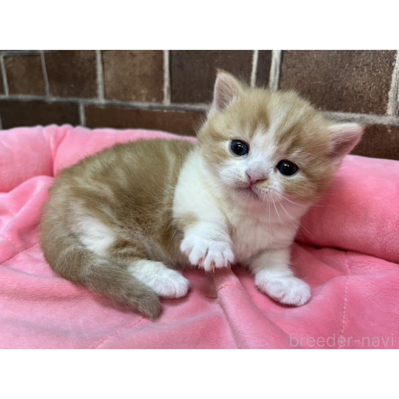 販売中の東京都のマンチカン(短足)-138774の7枚目