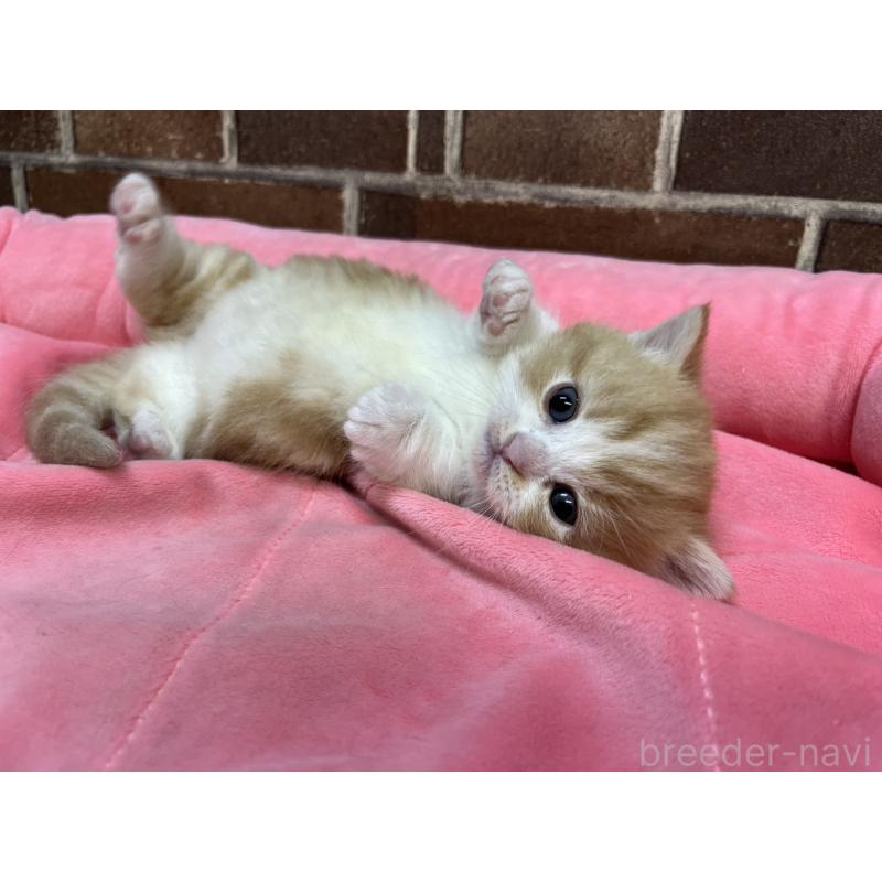 販売中の東京都のマンチカン(短足)-138774の6枚目