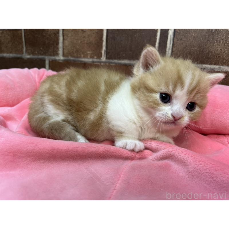 販売中の東京都のマンチカン(短足)-138774の5枚目