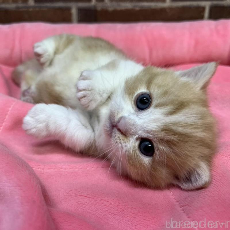 販売中の東京都のマンチカン(短足)-138774の4枚目