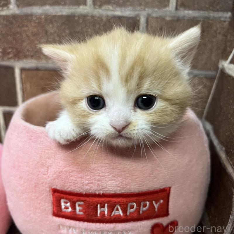 販売中の東京都のマンチカン(短足)-138774