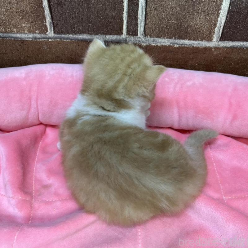 販売中の東京都のマンチカン(短足)-138774の3枚目