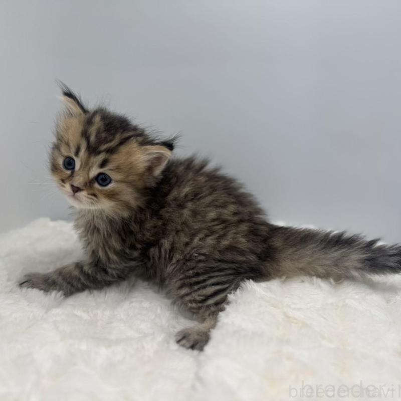 販売中の愛知県のペルシャ-138775の4枚目