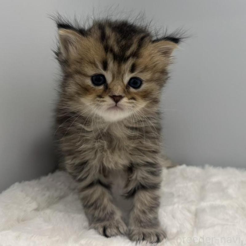 販売中の愛知県のペルシャ-138775