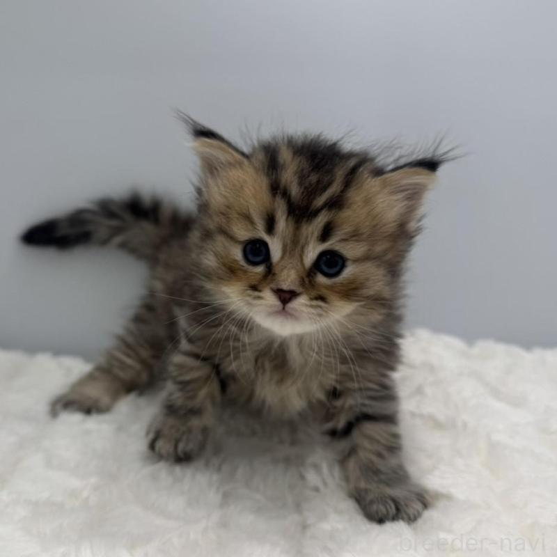 販売中の愛知県のペルシャ-138775の3枚目