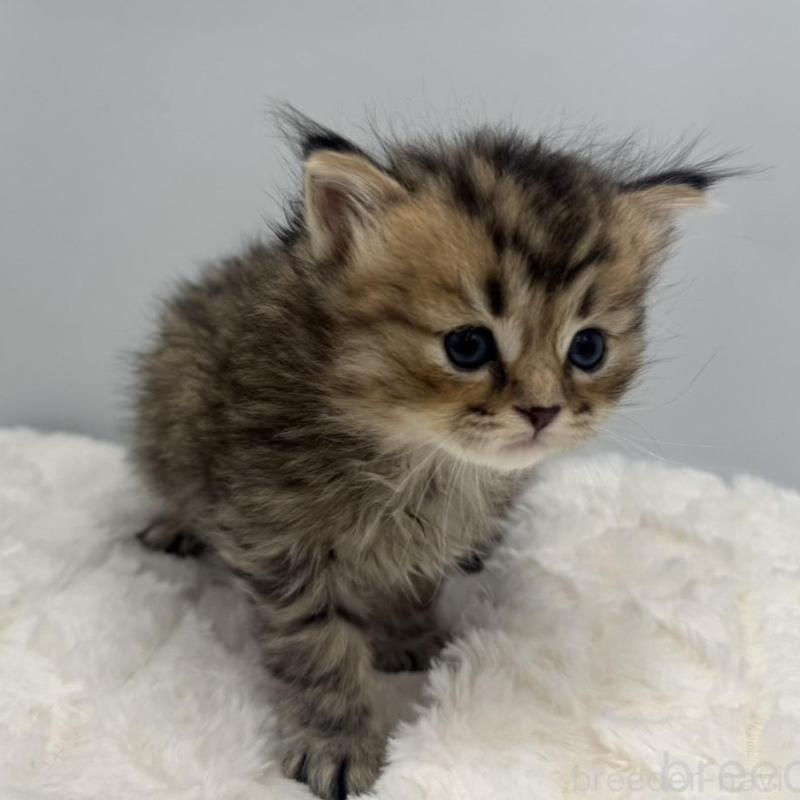 販売中の愛知県のペルシャ-138775の2枚目