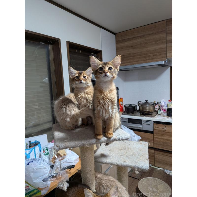 販売中の神奈川県のソマリ-138776の4枚目