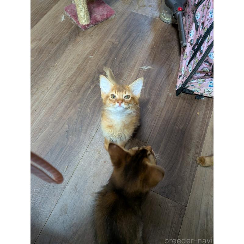 販売中の神奈川県のソマリ-138776の2枚目