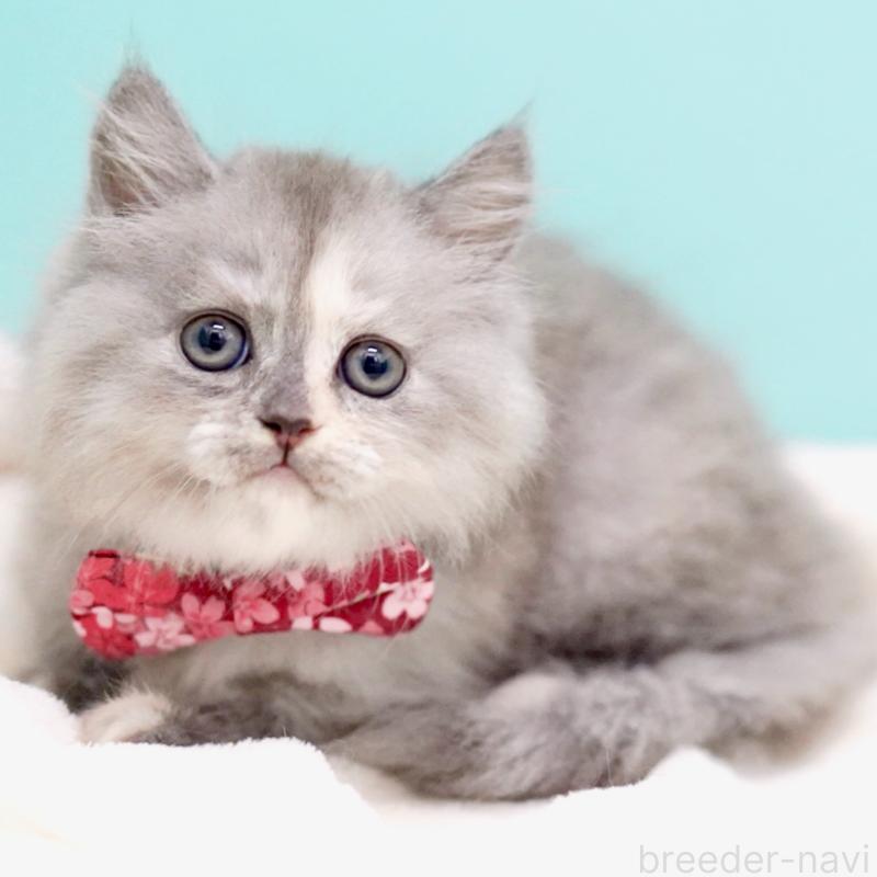 販売中の東京都のサイベリアン-136548