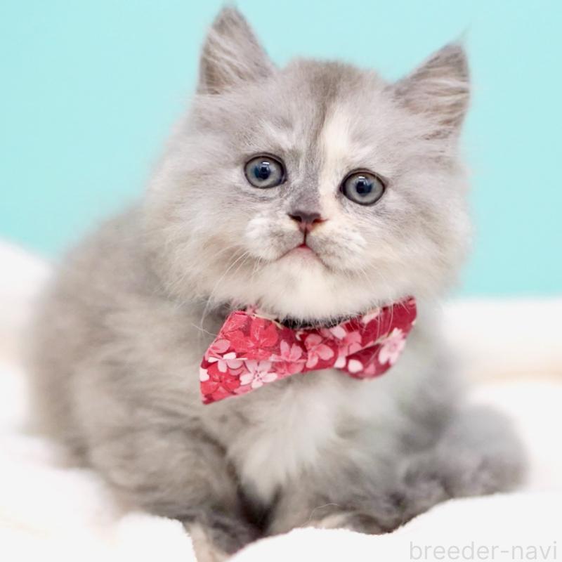 販売中の東京都のサイベリアン-136548の16枚目