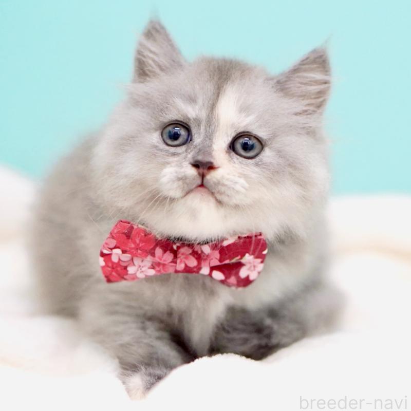 販売中の東京都のサイベリアン-136548の15枚目