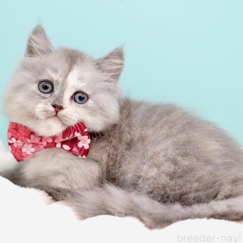 販売中の東京都のサイベリアン-136548の14枚目