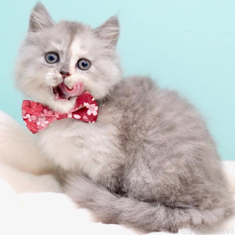 販売中の東京都のサイベリアン-136548の13枚目