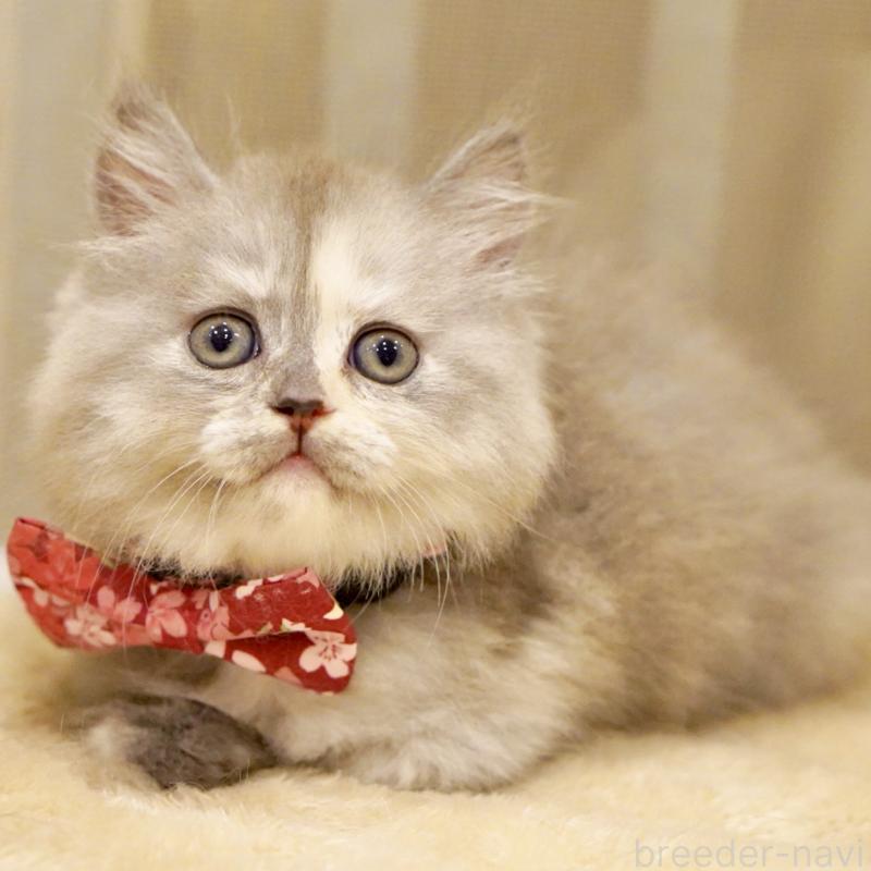 販売中の東京都のサイベリアン-136548の12枚目